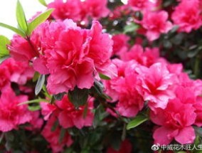 杜鹃花花谢了后怎么养