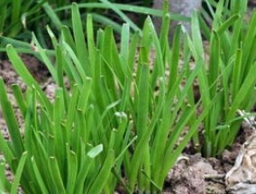 钓鱼能用韭菜吗，韭菜直接挂钩能钓到鱼吗