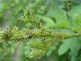 香水月季生虫了怎么办 常见的病虫害防治