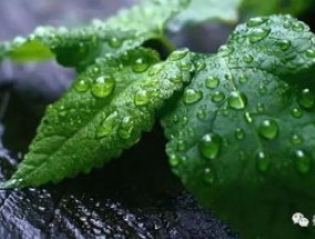 这7种花越淋雨开的越欢腾，雨天搬窗外，1夜就开花！