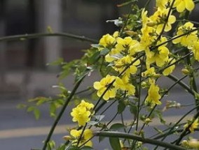 冬天会开花的草本植物有哪些