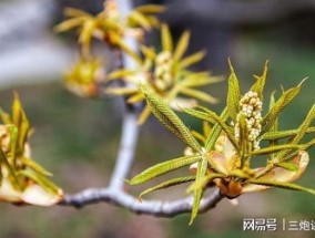 冬季植物缺少光照怎么办