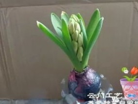 学会这几招，还怕风信子不开花？