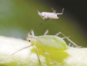 猴面小龙兰常见虫害及防治 *** 