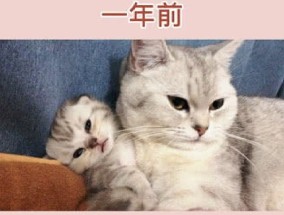 猫咪有奶了是不是快生了