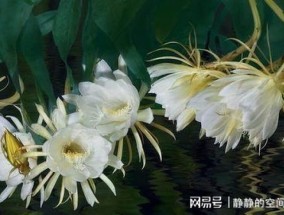 昙花摘下来如何保存？