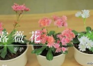 茑萝的四季养护要点