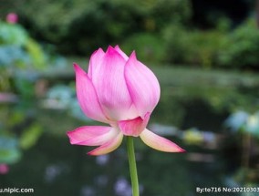 荷花图片（形态特征和养护 *** 简介）