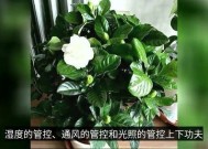 栀子花怎么缓苗