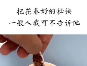 今天告诉你，她把1盆变100盆的诀窍，竟这么简单！