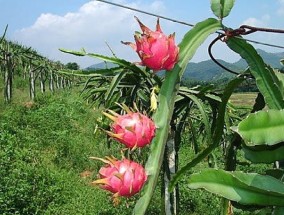 火龙果树种植技术