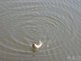 冰钓鲤鱼钓多深水，钓位怎么选择