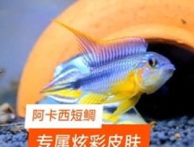 红帆短鲷好养吗，怎么养