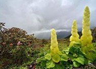 塔黄是什么植物