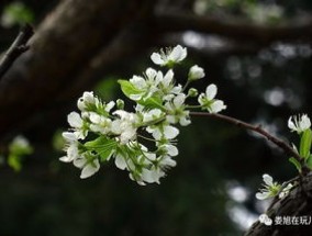 李花和梨花的区别