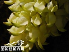 禾雀花的养殖 *** 