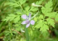 还亮草的花语和传说