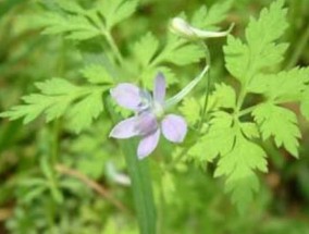 还亮草的花语和传说