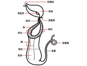 猪笼草笼子枯萎剪掉吗，从哪剪