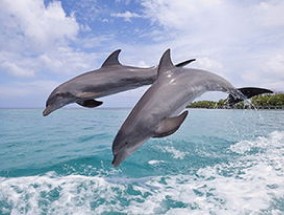 海豚是什么动物，生活在哪里