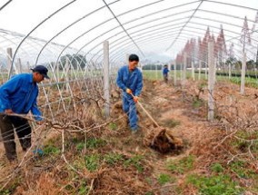 北方葡萄树如何过冬，如何防冻