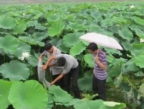 藕田里套养小龙虾 种养结合好模式