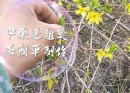 连翘茶的 ***  *** 