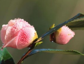 茶花播种到开花的时间，茶花播种时间