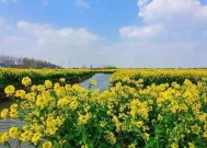 中国著名油菜花赏花地点