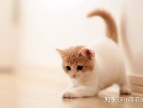 猫拉稀颜色是黄土色水状