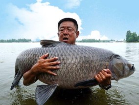 大青鱼好钓吗，如何钓大青鱼