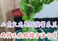 火龙果无痕嫁接蟹爪兰的 *** 