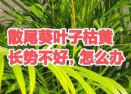 散尾葵卷叶怎么办