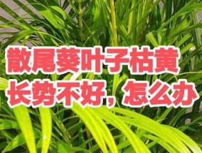 散尾葵卷叶怎么办