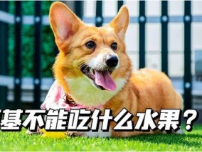 柯基犬能吃火龙果吗