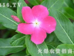 长春花的花语及传说