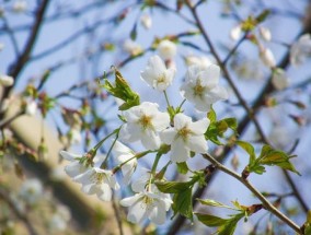 大岛樱是樱花吗