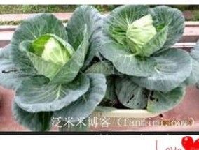 阳台种植甘蓝的 ***  大头菜怎么在阳台种植