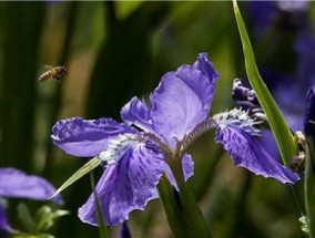 鸢尾什么季节开花，花期如何养护