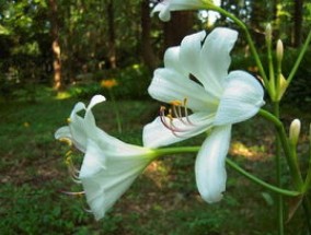 白花石蒜的花语和传说