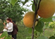 杏子几月份成熟 杏子几月成熟