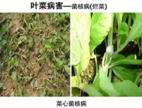 阳台蔬菜有哪些常见病虫害 蔬菜的病虫害简单介绍