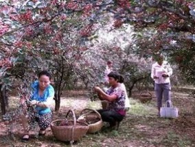 花椒树冬季需要浇水吗