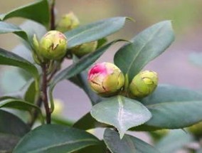 金铃花掉花蕾怎么办