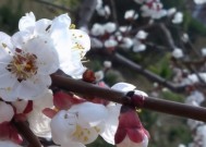 范家园里杏花开猜生肖