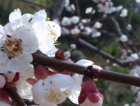 范家园里杏花开猜生肖