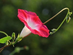 牵牛花为什么叫牵牛花