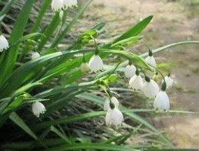 雪滴花怎么过冬