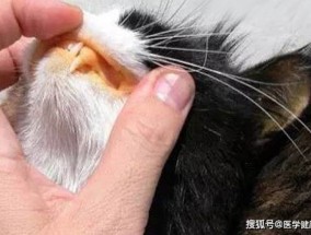 猫肝功能受损还能救吗